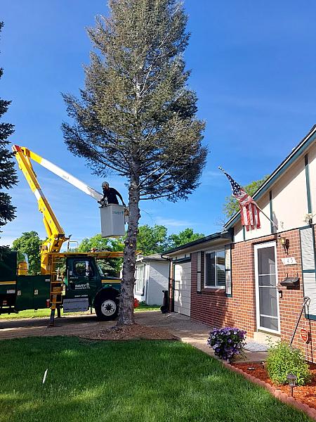 The Davey Tree Expert Company