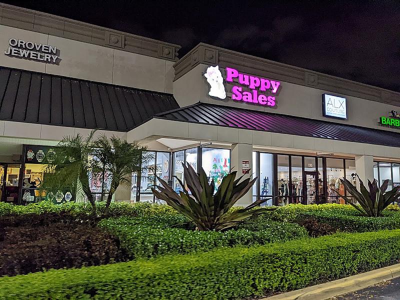 Florida Puppies for Sale