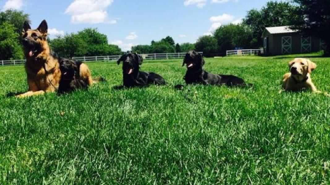 Puptown Houston The Woodlands
