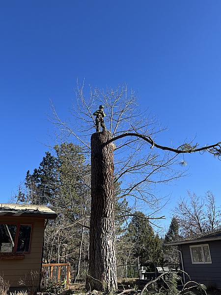 Kalispell Tree Care