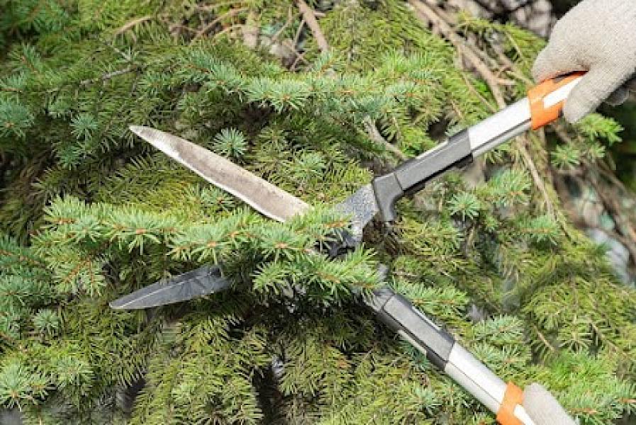 A Tree Of Life Trimming Services