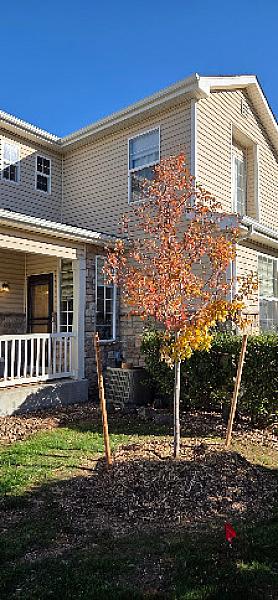 Riverdale Tree Services